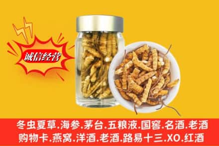 大连西岗区回收散虫草